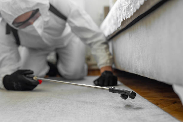 Professional Ant Control technician working in Golden Shores, AZ