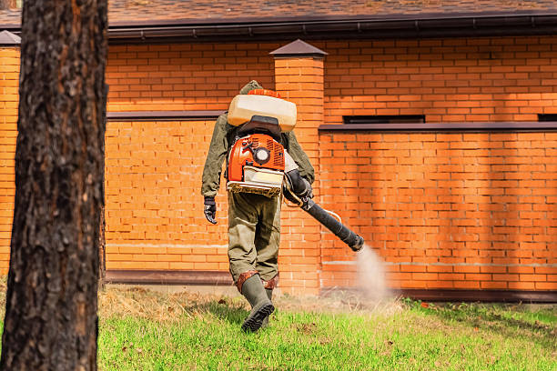 Trusted Termite Control service in Golden Shores, AZ - Nex Pest Control